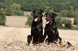 BEAUCERON 743